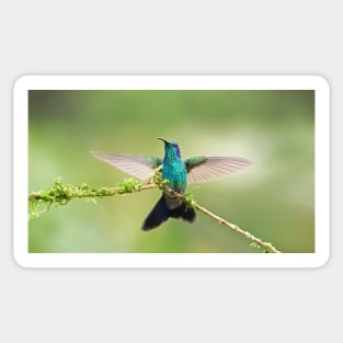 Green Violetear Hummingbird Sticker